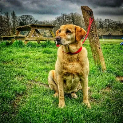 Dog outside the shop