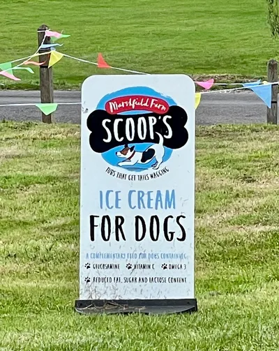 Dog ice cream