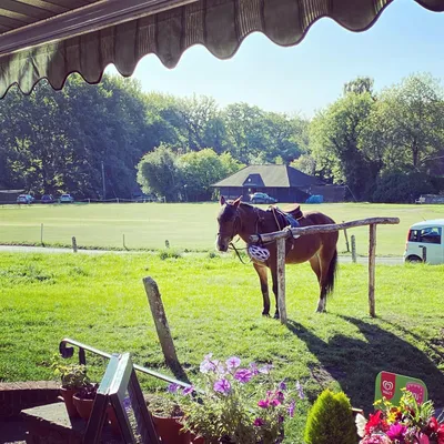 Horse near the shop