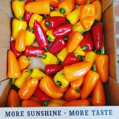 Colourful peppers
