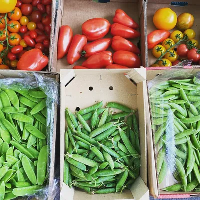 Fresh vegetables